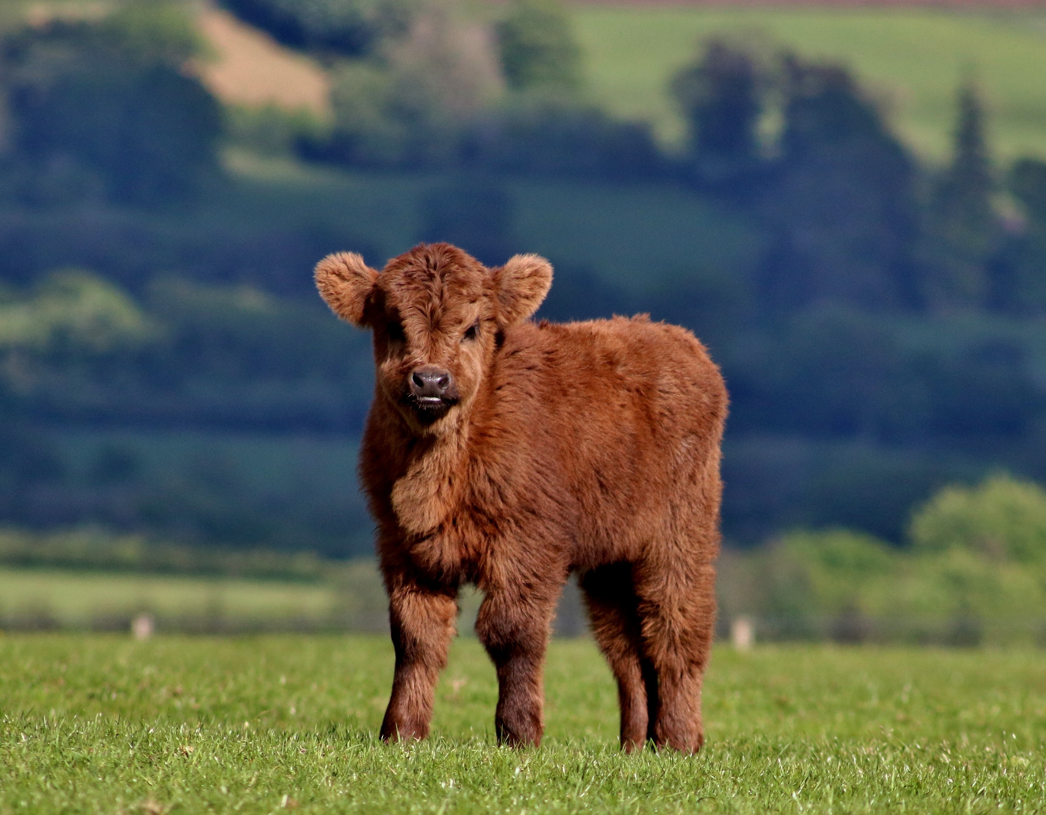 A beautiful calf